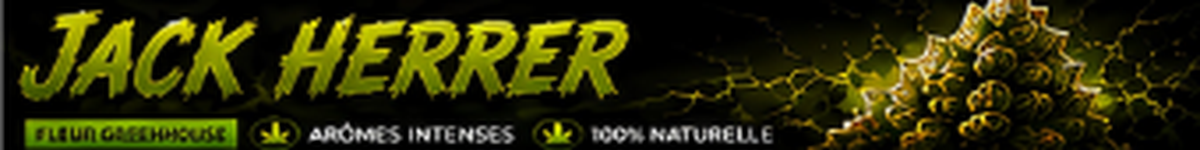 Jack Herrer