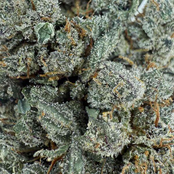Photographie Sour Diesel